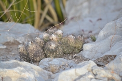 Coryphantha durangensis