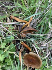Hygrophoropsidaceae