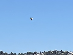 Pelecanus erythrorhynchos