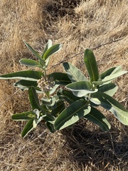 Asclepias eriocarpa