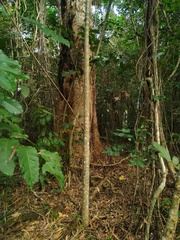 Ptychosperma elegans