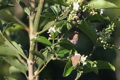 Electrostrymon hugon