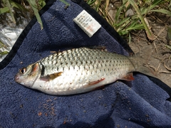 Systomus orphoides