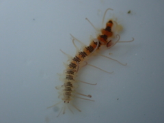 Amblyosyllis