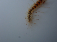 Amblyosyllis