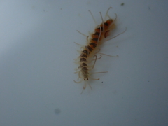 Amblyosyllis