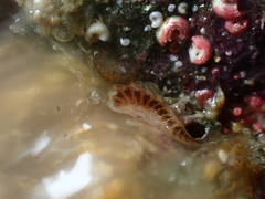Amblyosyllis