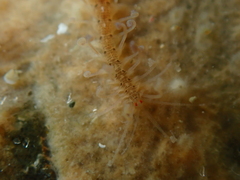 Amblyosyllis