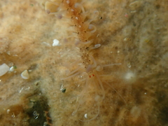 Amblyosyllis
