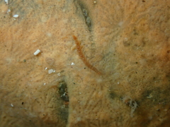 Amblyosyllis