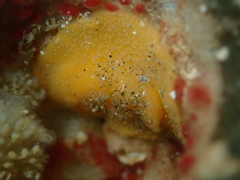 Doriopsis granulosa