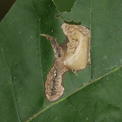 Coptotriche castaneaeella