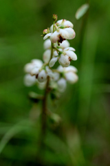 Pyrola americana