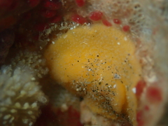 Doriopsis granulosa