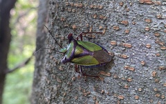 Pentatoma parametallifera