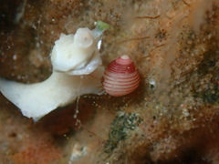 Roseaplagis rufozona