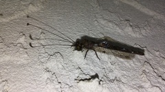 Ululodes quadripunctatus