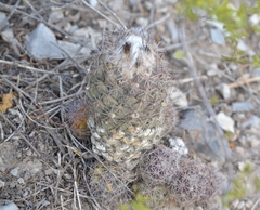 Coryphantha durangensis