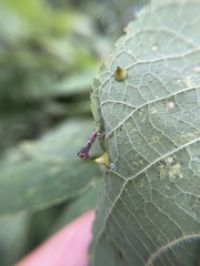 Celticecis spiniformis