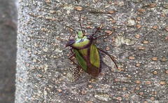Pentatoma parametallifera