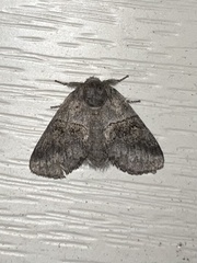 Gluphisia septentrionis