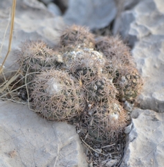 Coryphantha durangensis durangensis