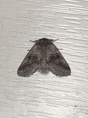 Gluphisia septentrionis