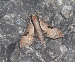 Enpinanga borneensis