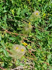 Clematis orientalis