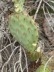 Opuntia × vaseyi