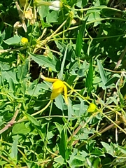 Clematis orientalis
