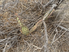 Opuntia × vaseyi
