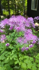Thalictrum aquilegiifolium