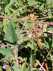 Clematis orientalis