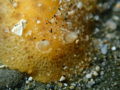 Geitodoris sticta