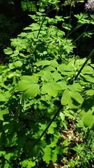 Thalictrum aquilegiifolium