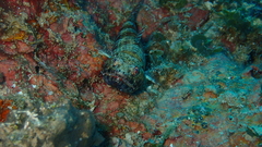 Synodus binotatus