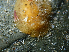 Geitodoris sticta