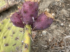 Opuntia × vaseyi