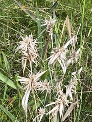 Dichanthelium scabriusculum