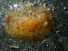 Geitodoris sticta