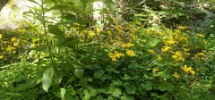 Doronicum caucasicum