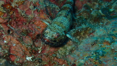 Synodus binotatus