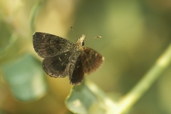 Hesperopsis gracielae