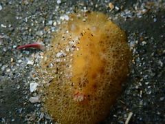 Geitodoris sticta