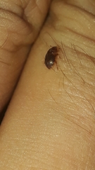 Epuraea