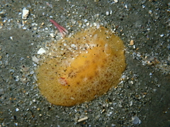 Geitodoris sticta