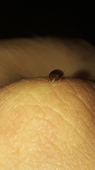 Epuraea