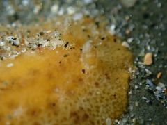 Geitodoris sticta