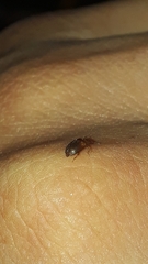 Epuraea
